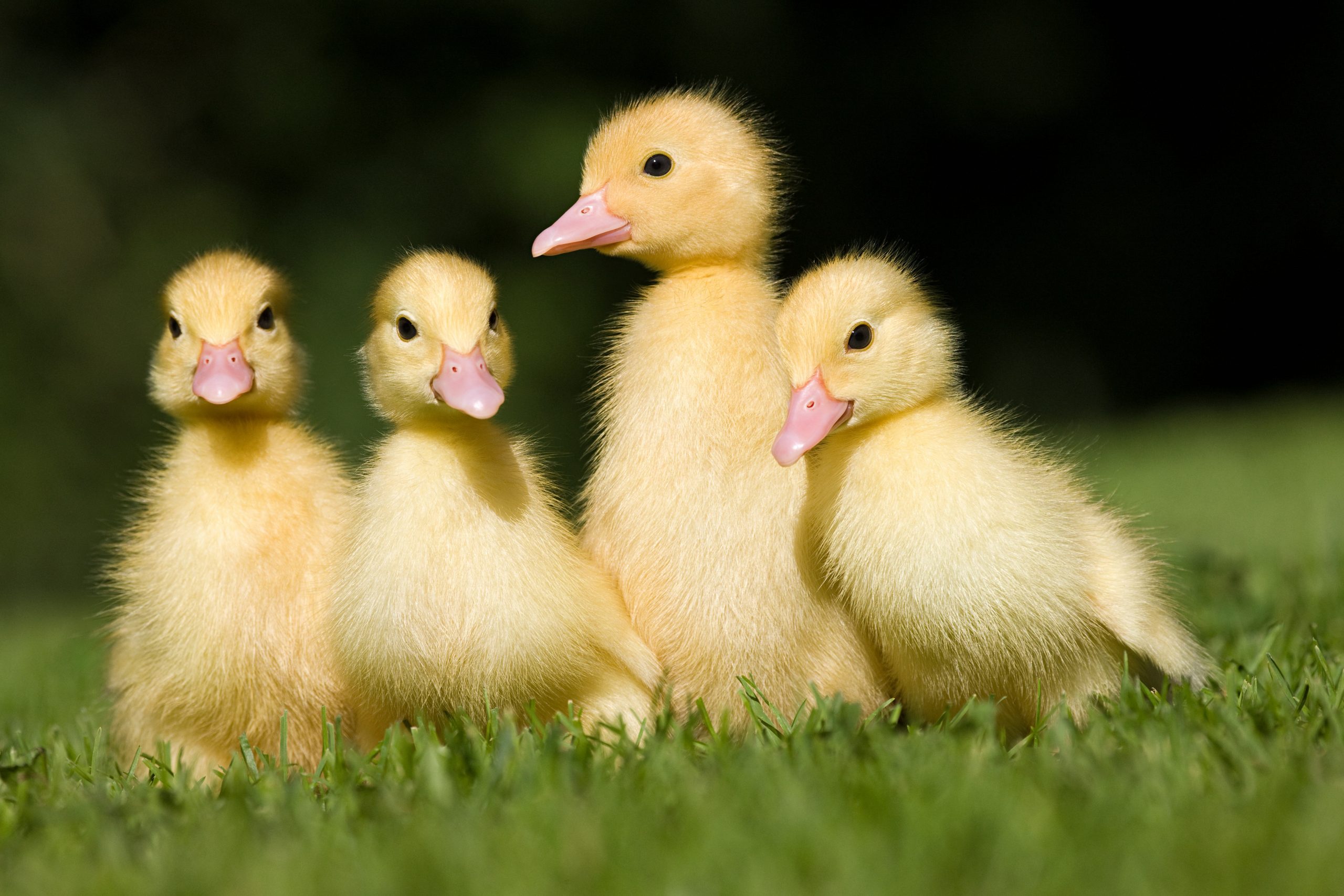 Four ducklings on grass
