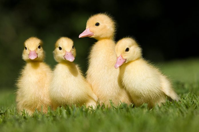 Four ducklings on grass