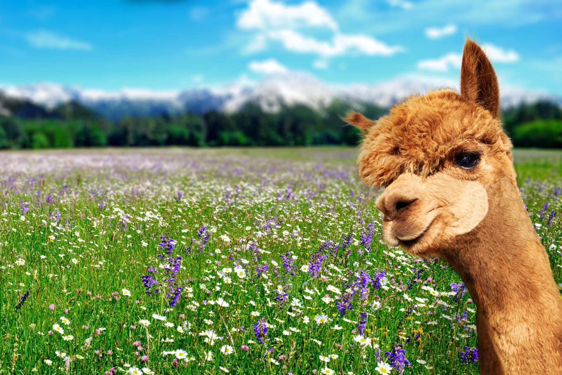 40 Adorable Alpaca Photos to Make You Smile | Reader's Digest