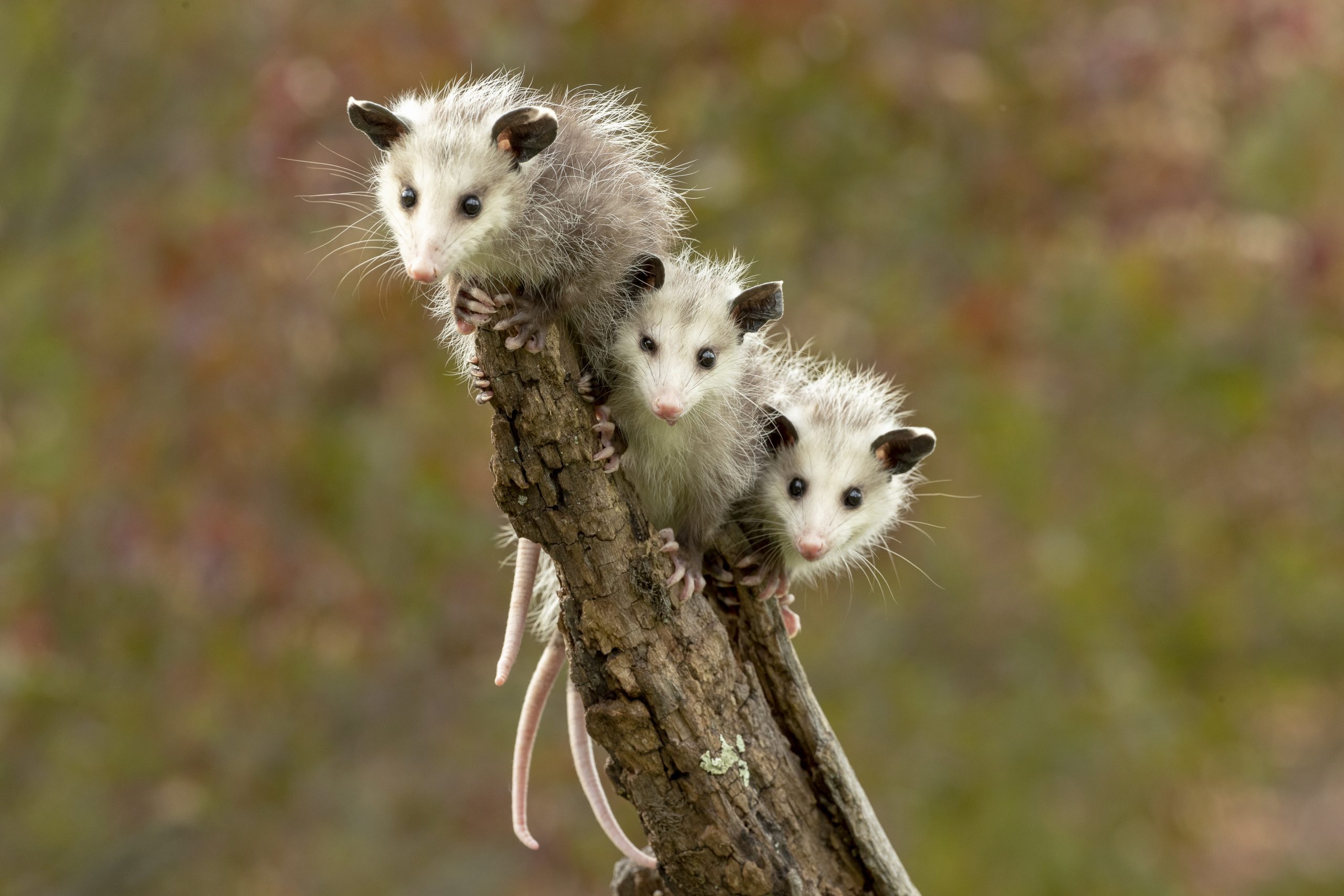 Virginia Opossum babies on stick hanging out