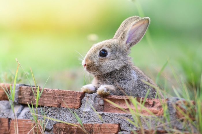 Cute rabbit sitting on brick wall and green field spring meadow / Easter bunny hunt for easter egg