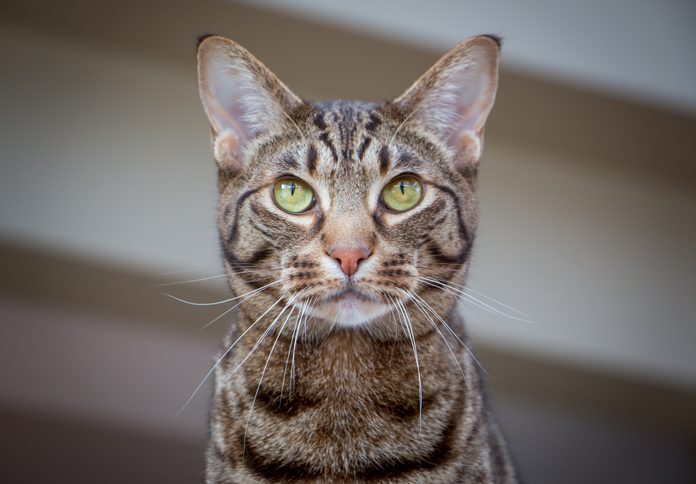 Beautiful portrait of an Ocicat cat with green eyes.