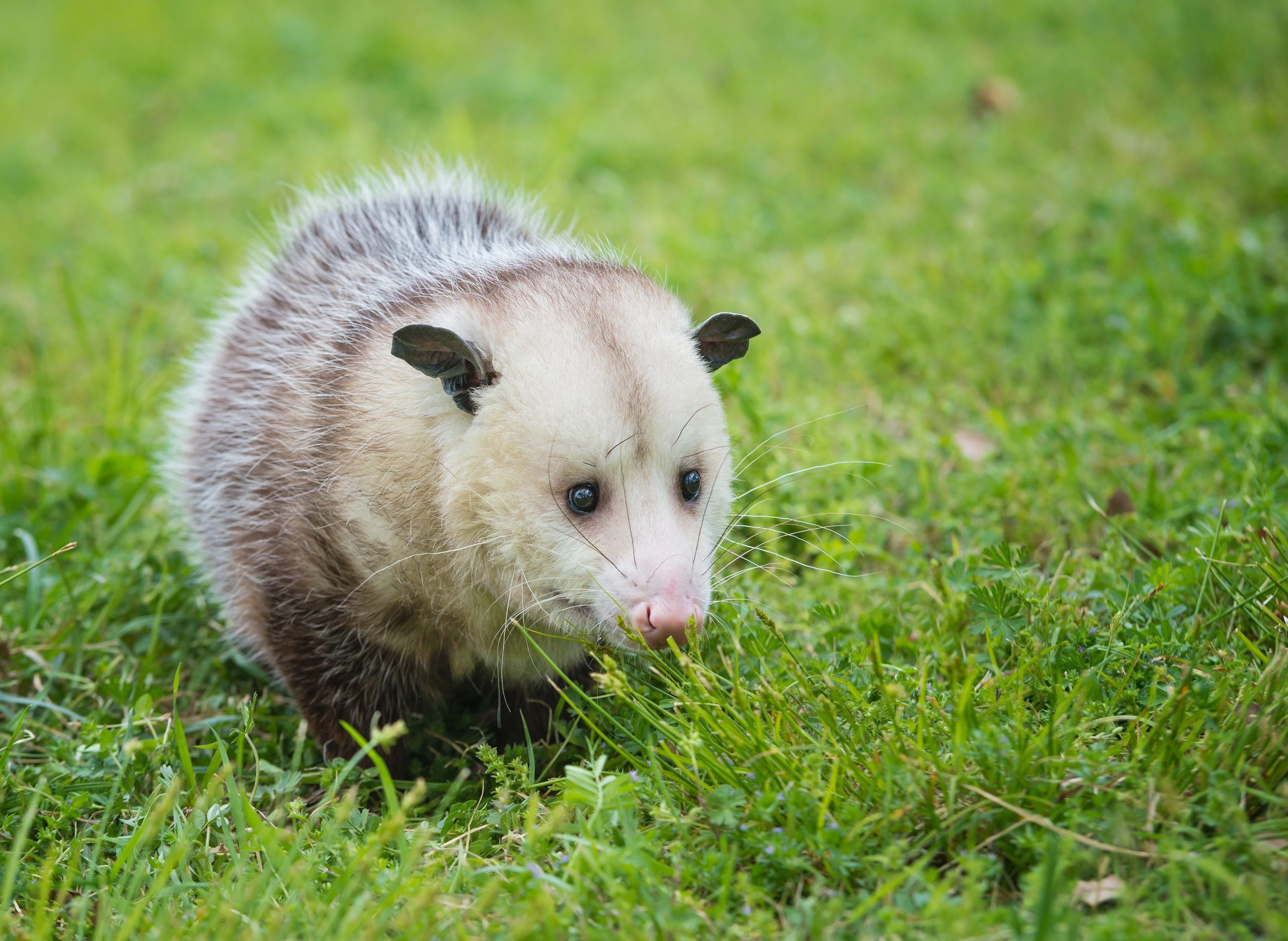 Virginia Opossum foraging for food in grass