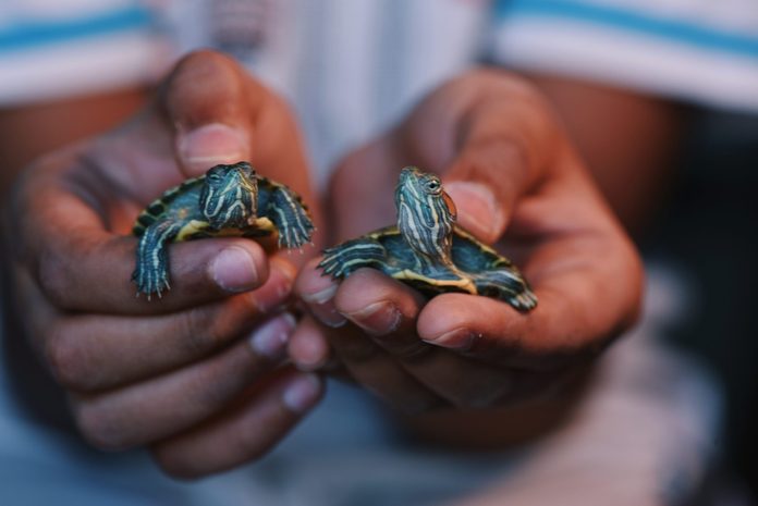 Hands of a child holding ‘Red eared slider turtles’