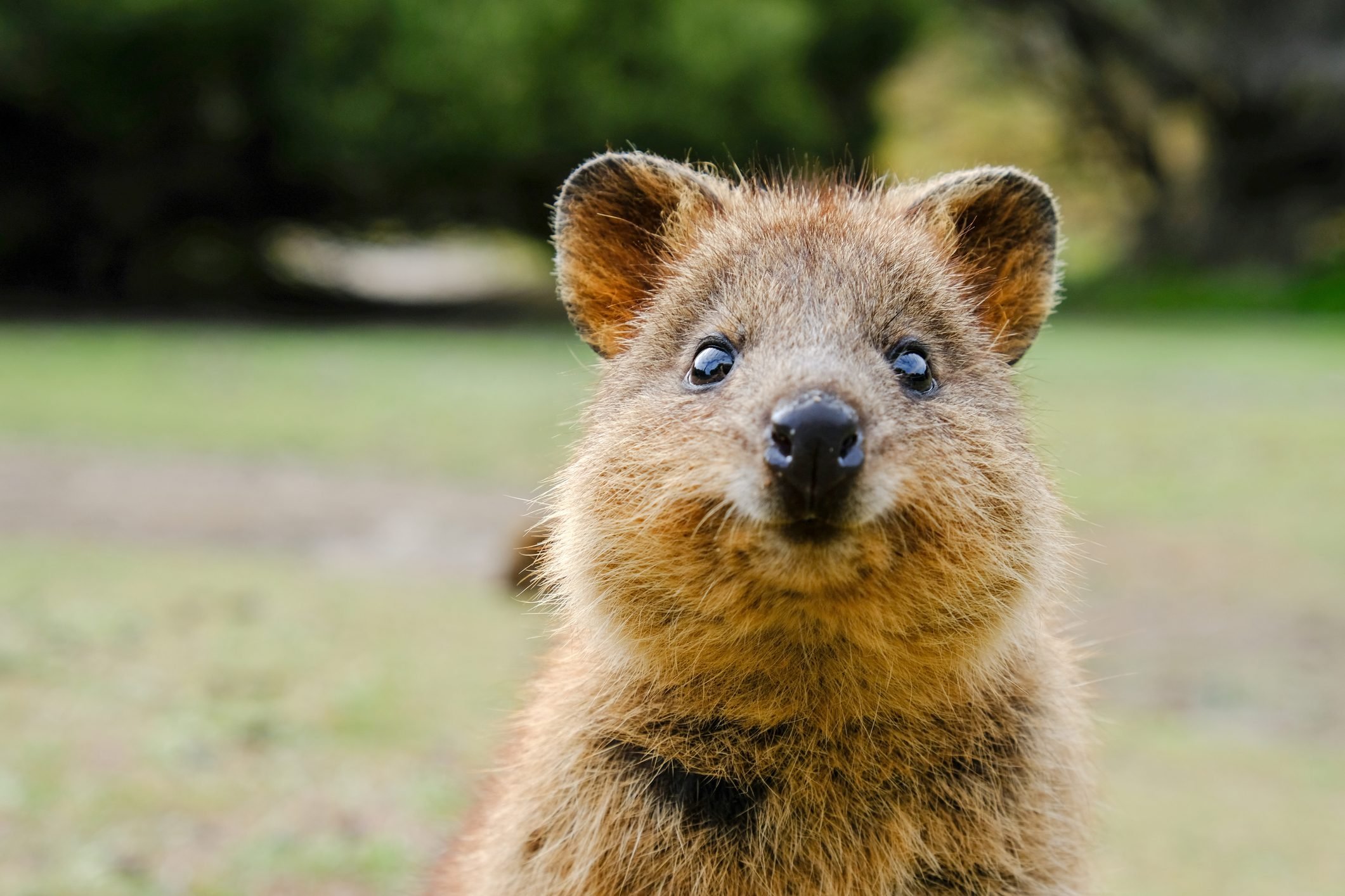 42 Cutest Animals In The World Reader S Digest