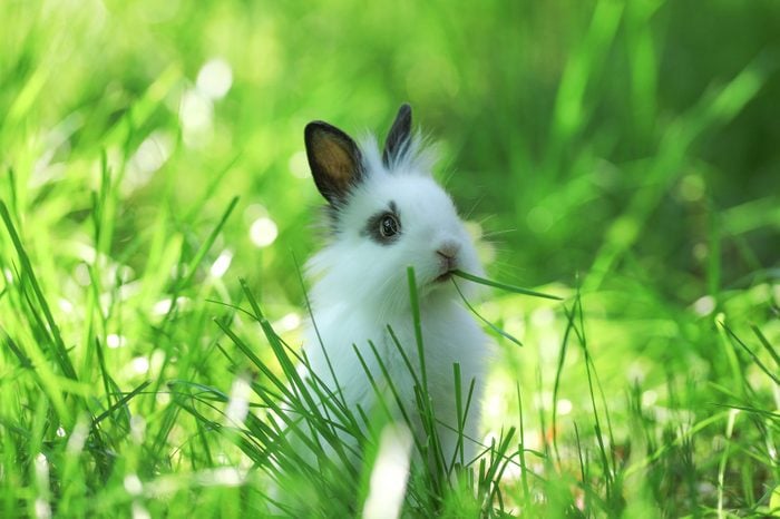 Funny white bunny on a green meadow