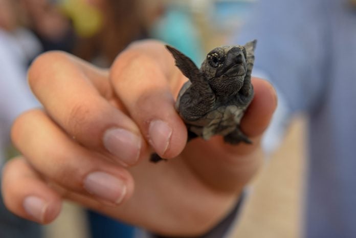 New born baby turtles at Praia do Forte, Brazil
