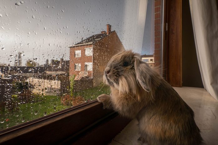 Rabbit looking through window pane in rain