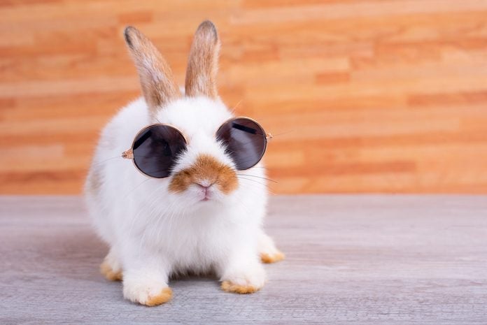 Little adorable bunny rabbit with sun glasses stay on gray table with brown wood pattern as background