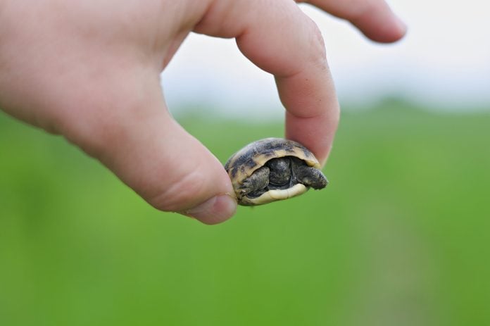 Holding baby turtle in hand