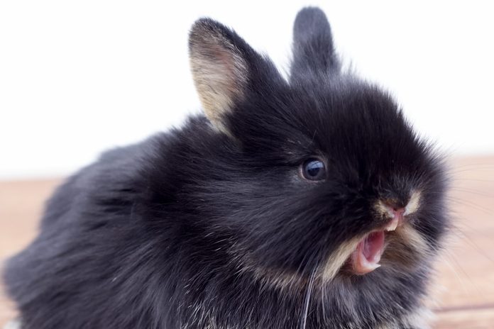 30 Cute Bunnies to Make You Smile — Adorable Bunny Pictures