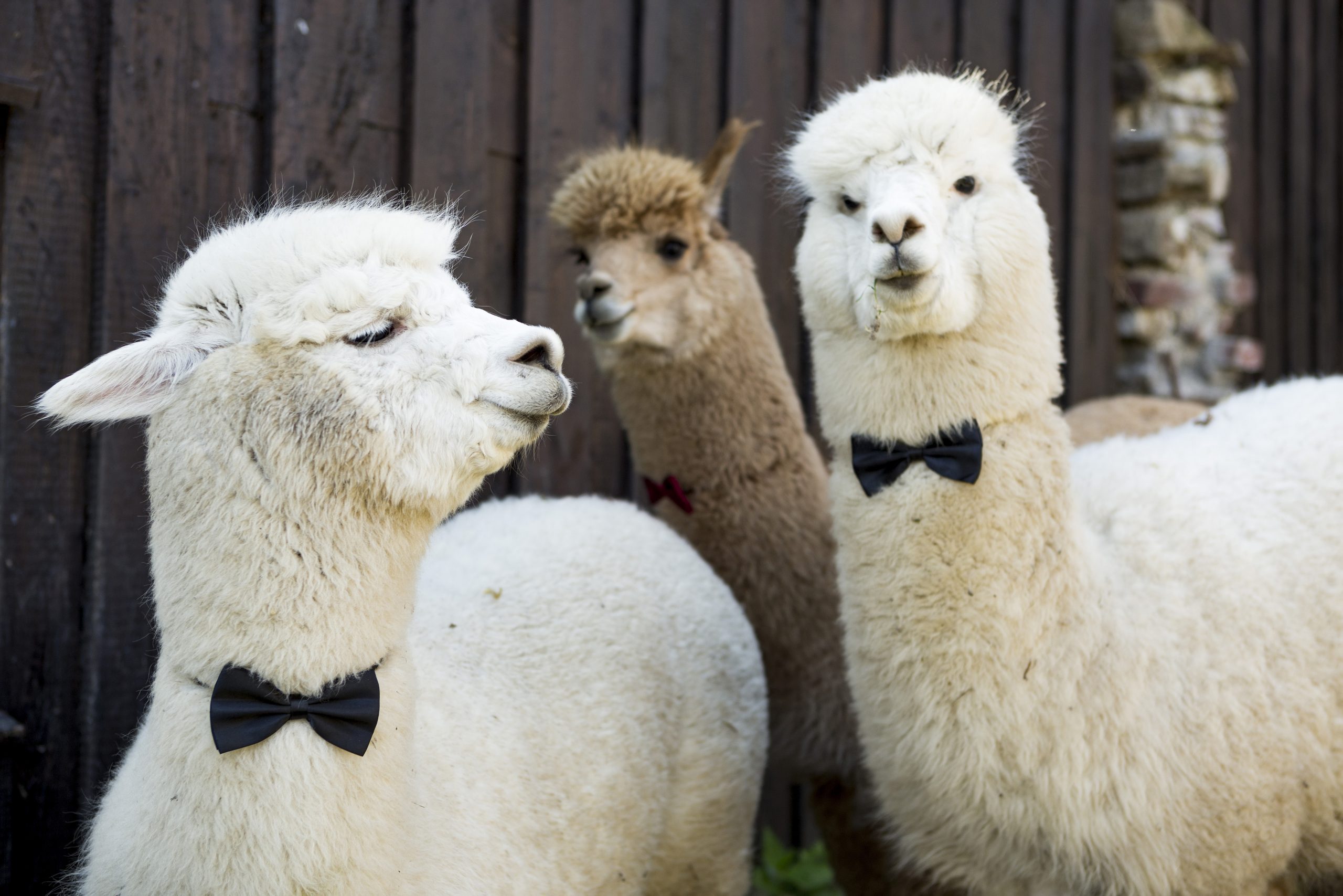 Three tame alpacas wearing bow ties