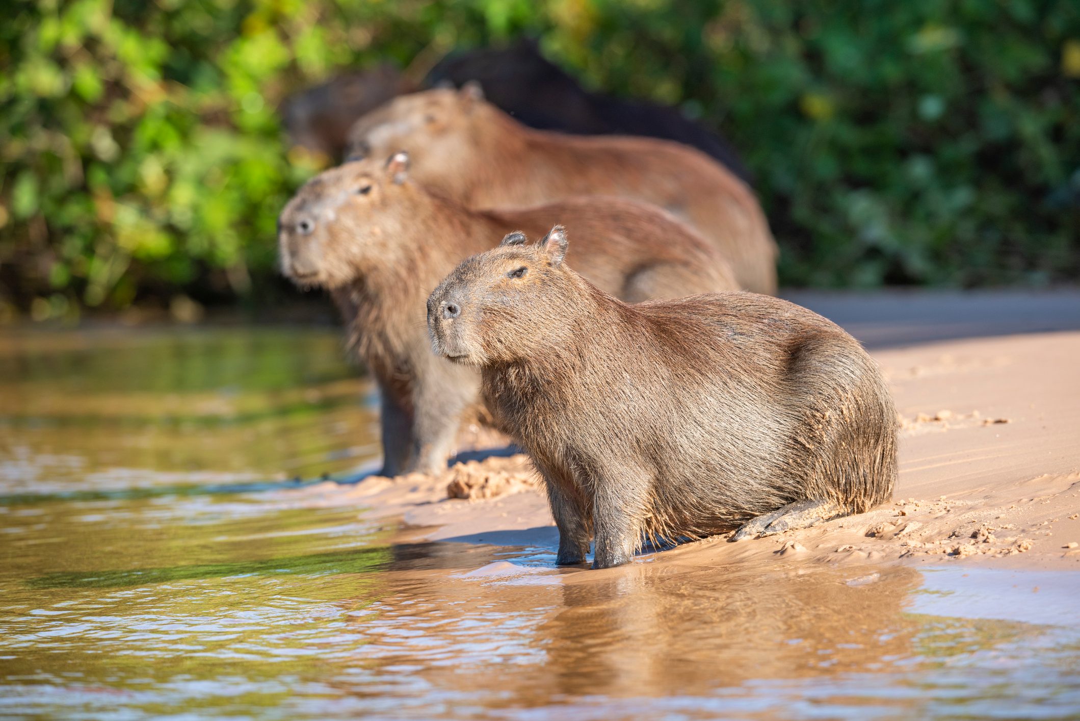 Capybara (Hydrochoerus hydrochaeris), Pantanal wetlands, Brazil