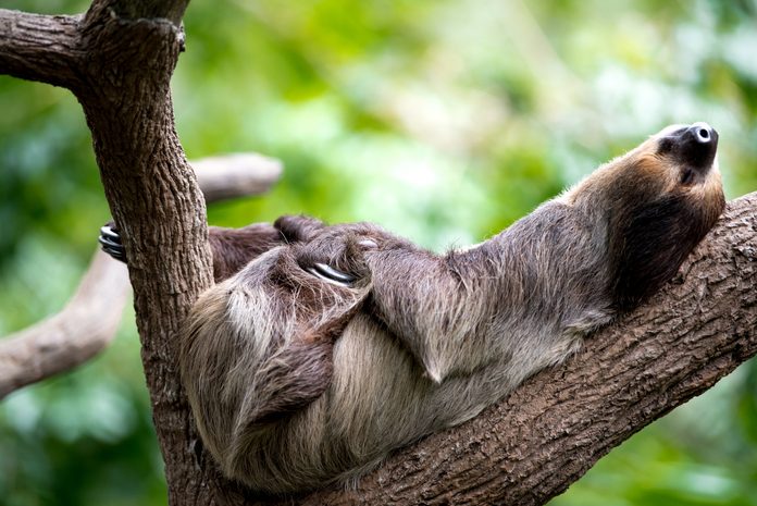 sloth lies on a tree in Singapore zoo