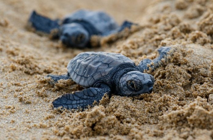 Baby sea turtles in Greece