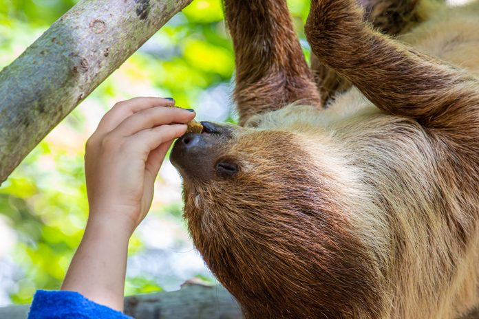 Two-toed sloth being handfed while hanging on branch