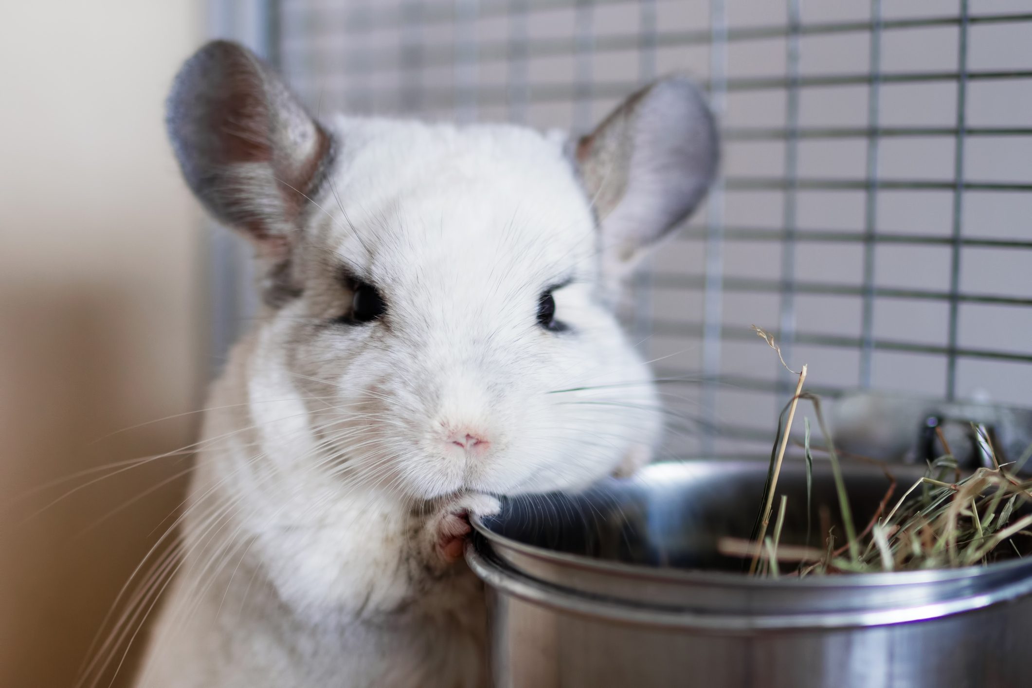 Cute chinchilla of white color is sitting in its house near to bowl with hay.