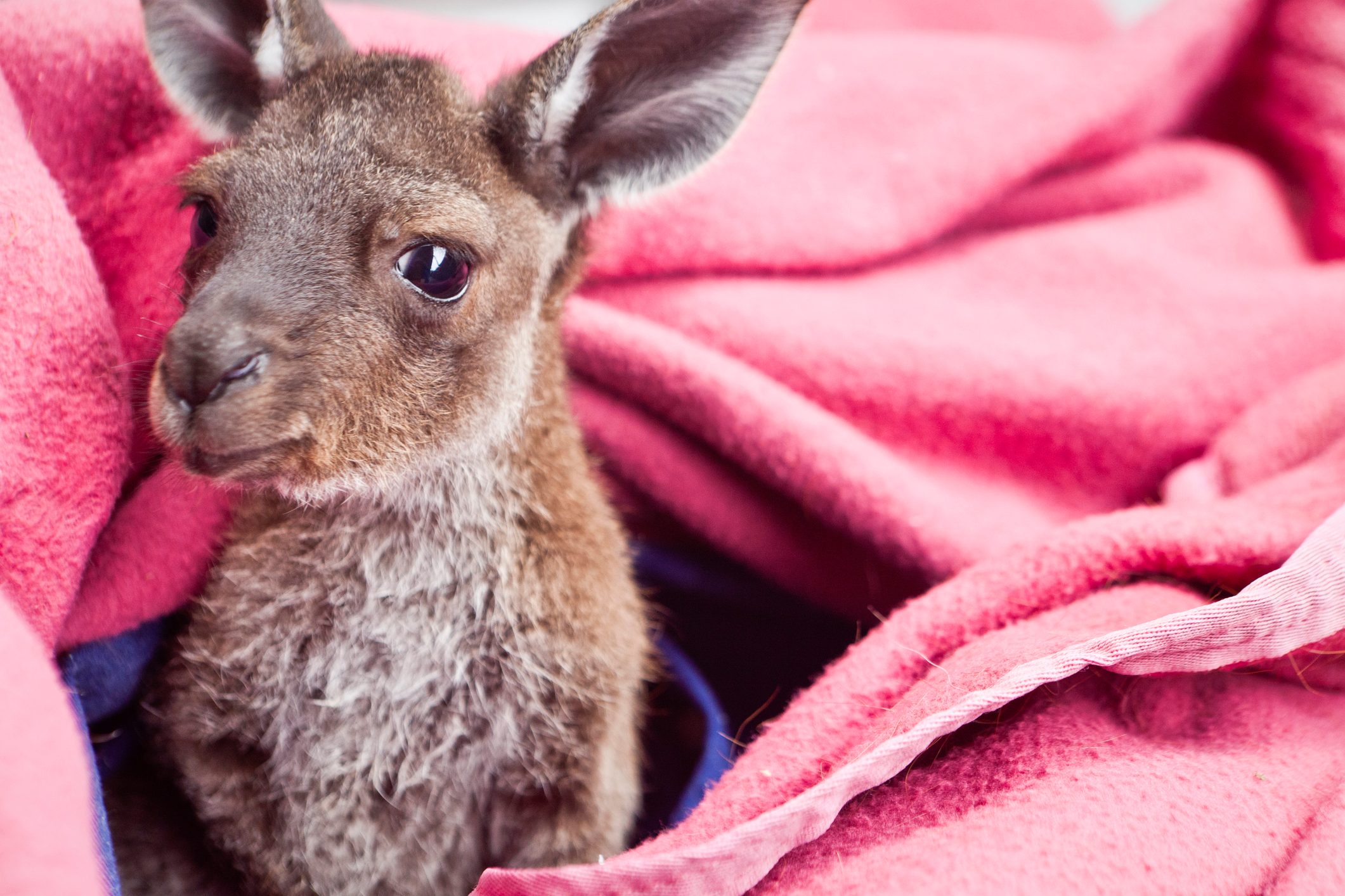Baby Kangaroo - Joey