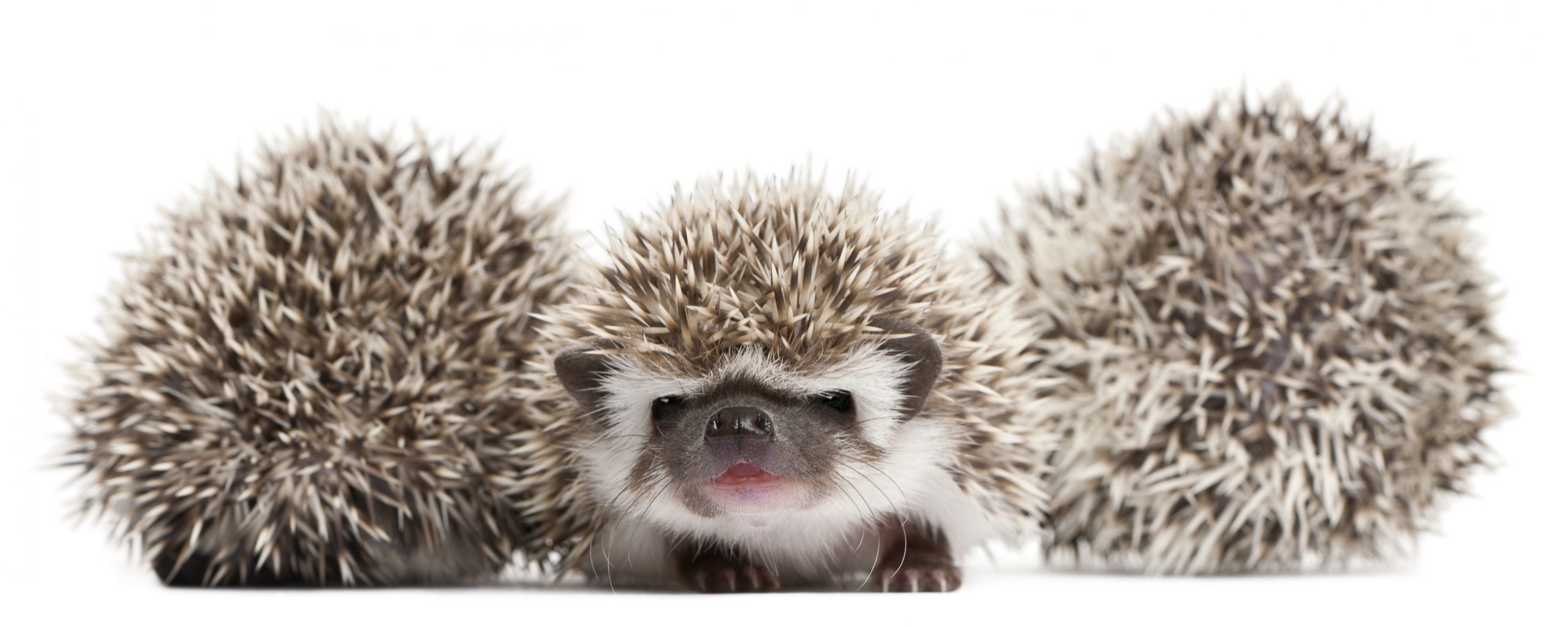 Three Four Toed Hedgehogs, Atelerix Albiventris, 3 Weeks Old.
