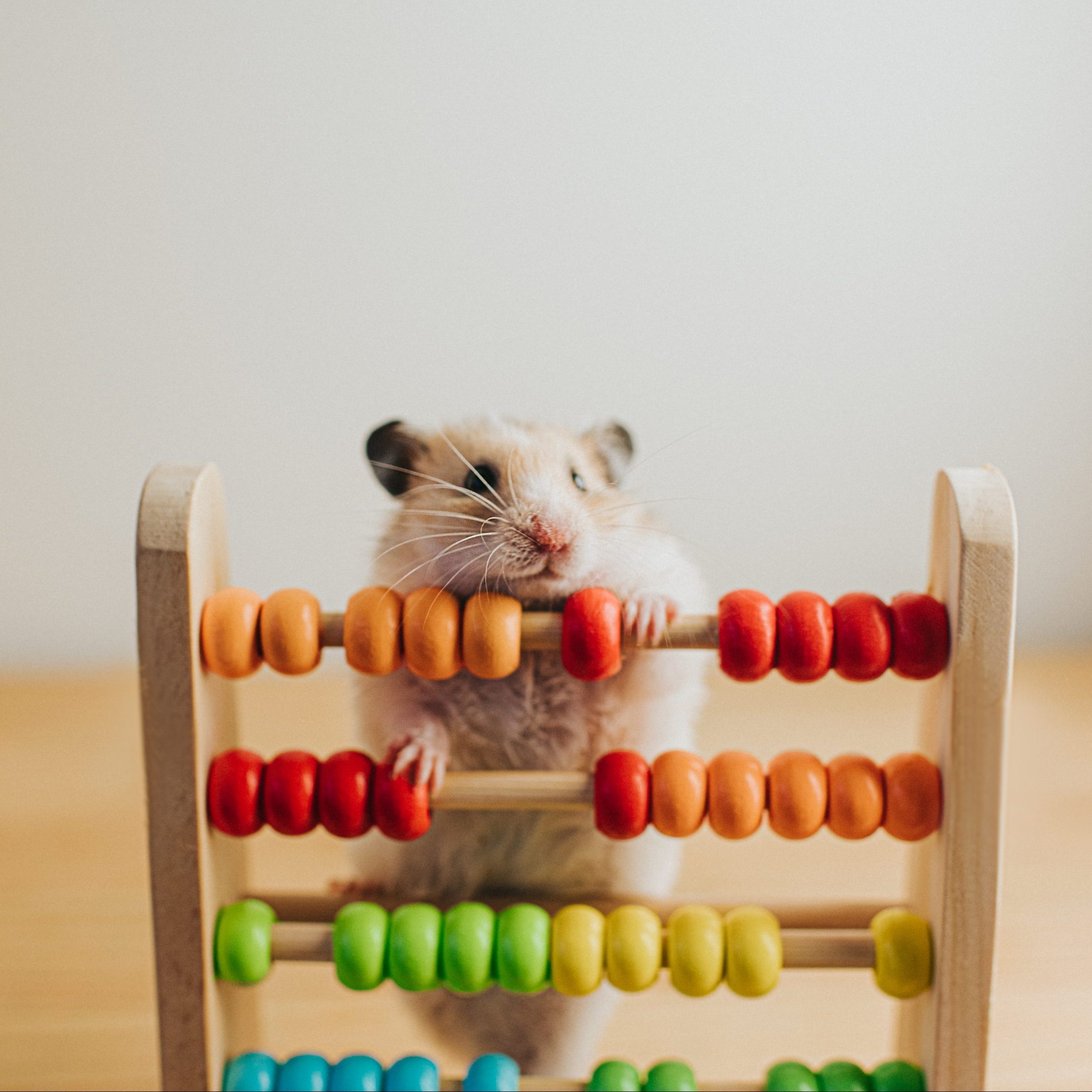 Hamster and an Abacus