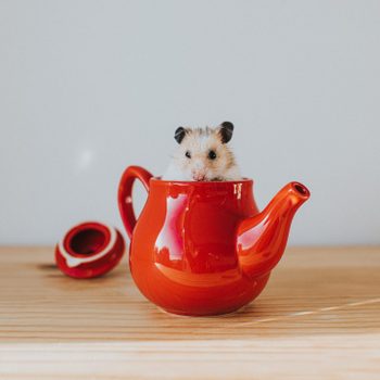 Hamster in a Teapot