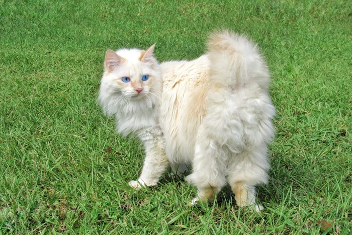 White American Bobtail Manx Cat Outdoors