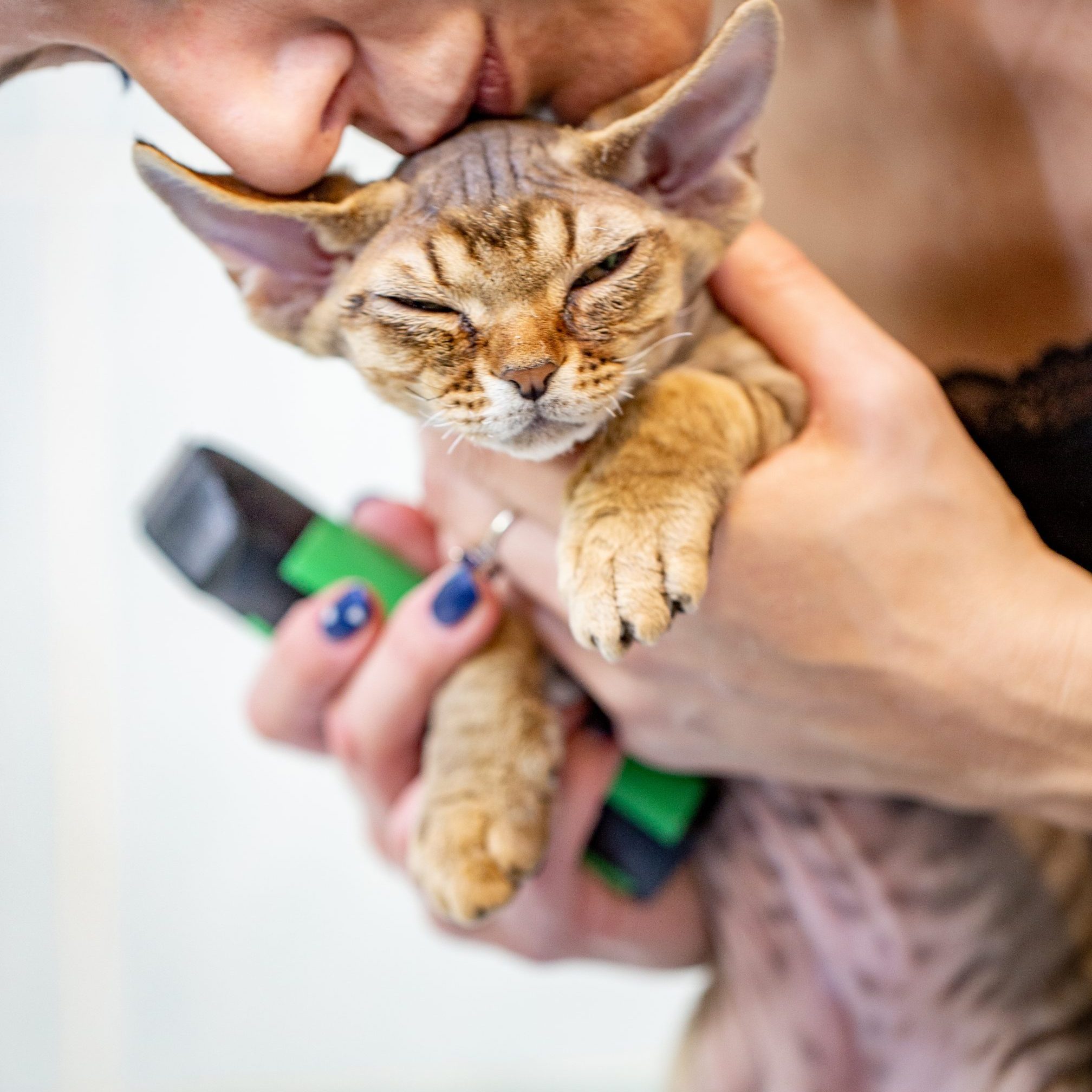 Owner Comforting Devon Rex Kitten during Hair Cutting Process - stock photo