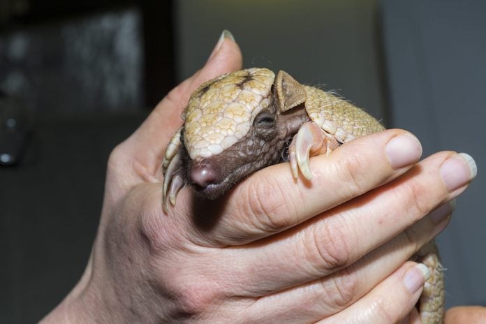 Young southern three-banded armadillo in hand of a zookeeper
