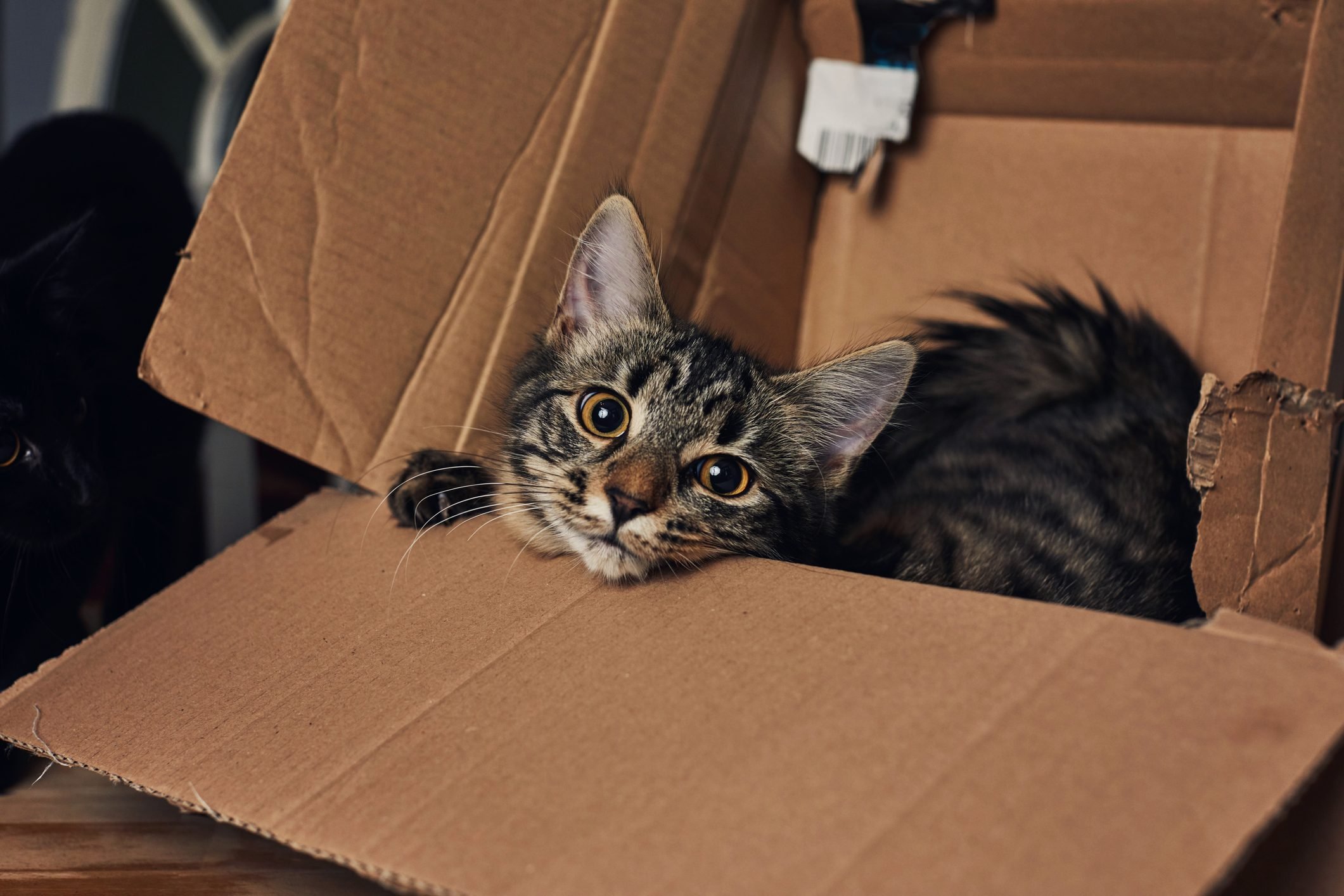 Kitten playing in a cardboard box