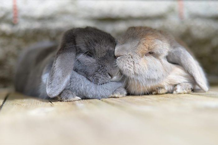 Two dwarf mini lop eared rabbits grooming
