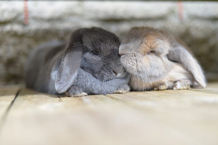 Two dwarf mini lop eared rabbits grooming
