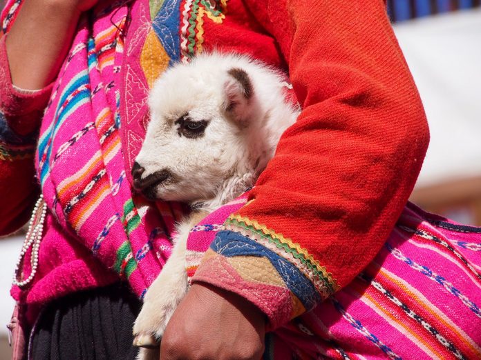Little lama baby in the arms of a person
