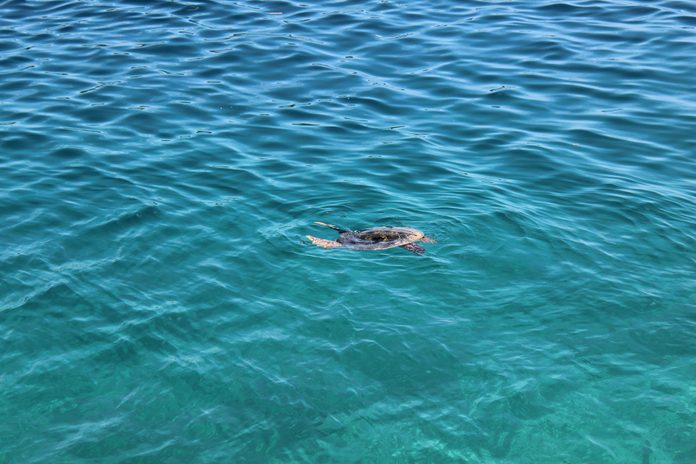 A Baby Of Turtle Lost At Sea When The Swimming, High Angle View Of Turtle Swimming In Sea
