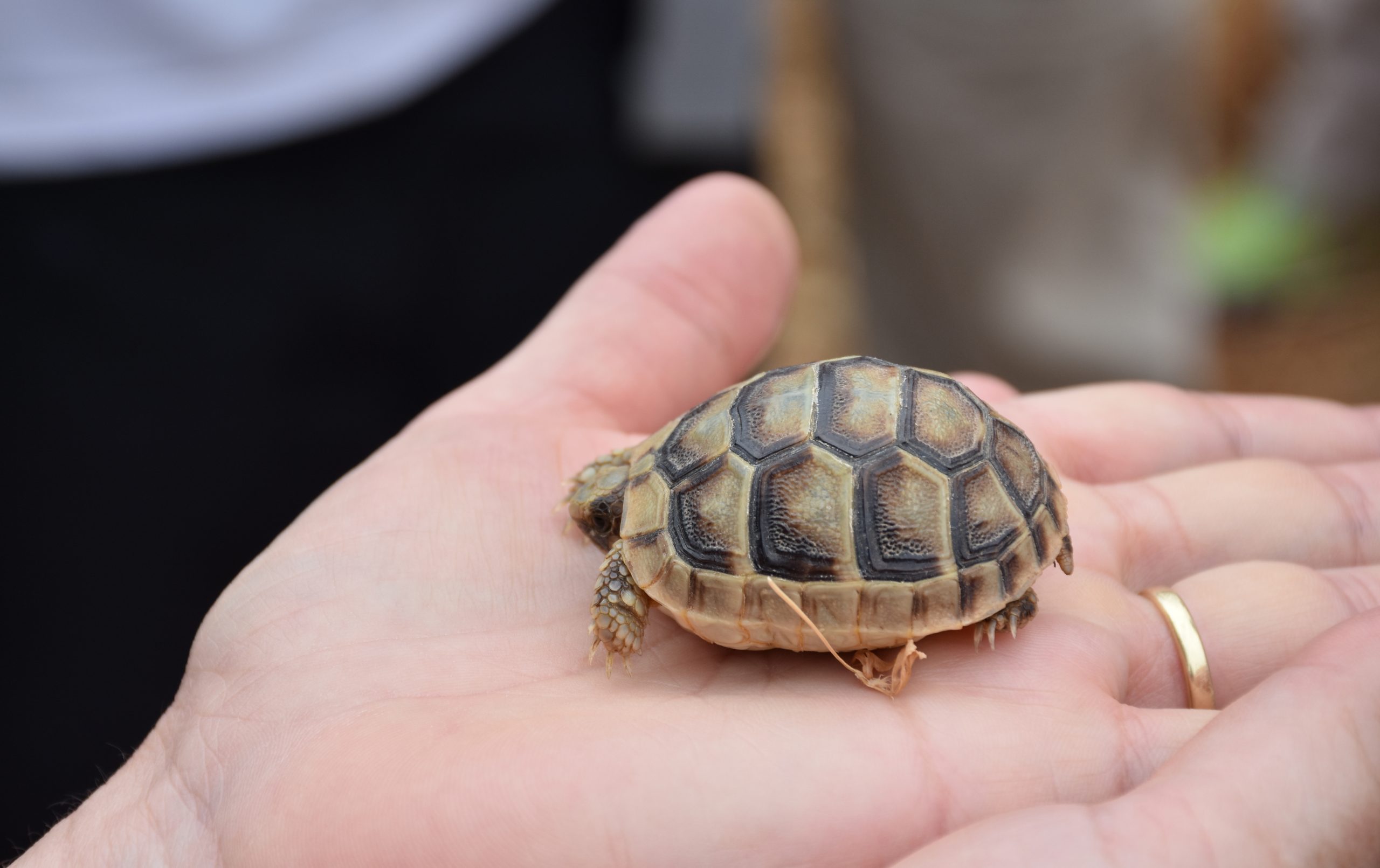 40 Adorable Pictures of Baby Turtles