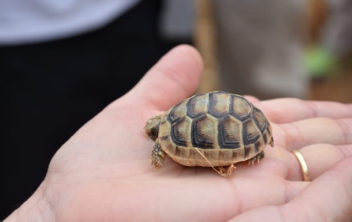 close up of a baby greek tortoise on a hand