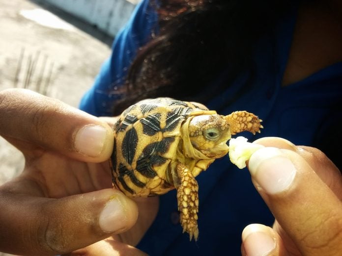 Baby star turtle eating, cute baby turtle eating broccoli from hand