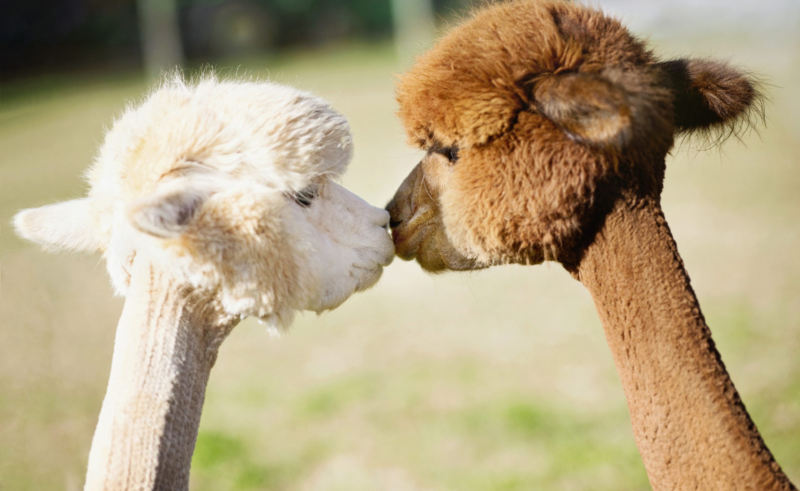 Cute alpacas kissing