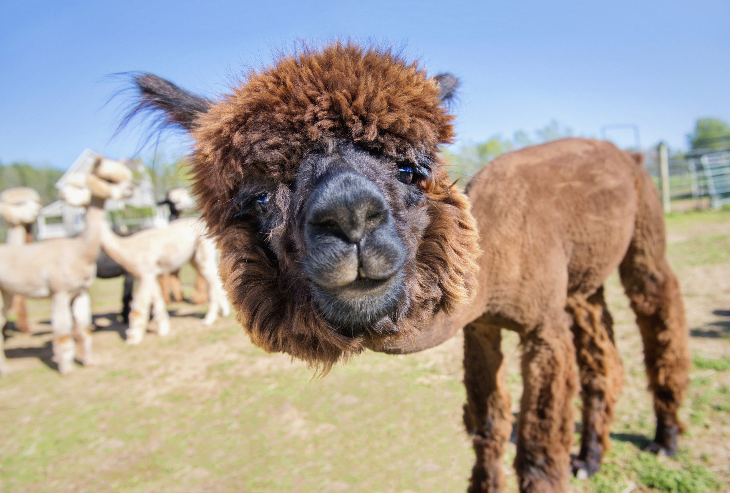 40 Adorable Alpaca Photos to Make You Smile | Reader's Digest