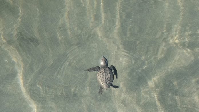 Baby turtle swimming in the ocean