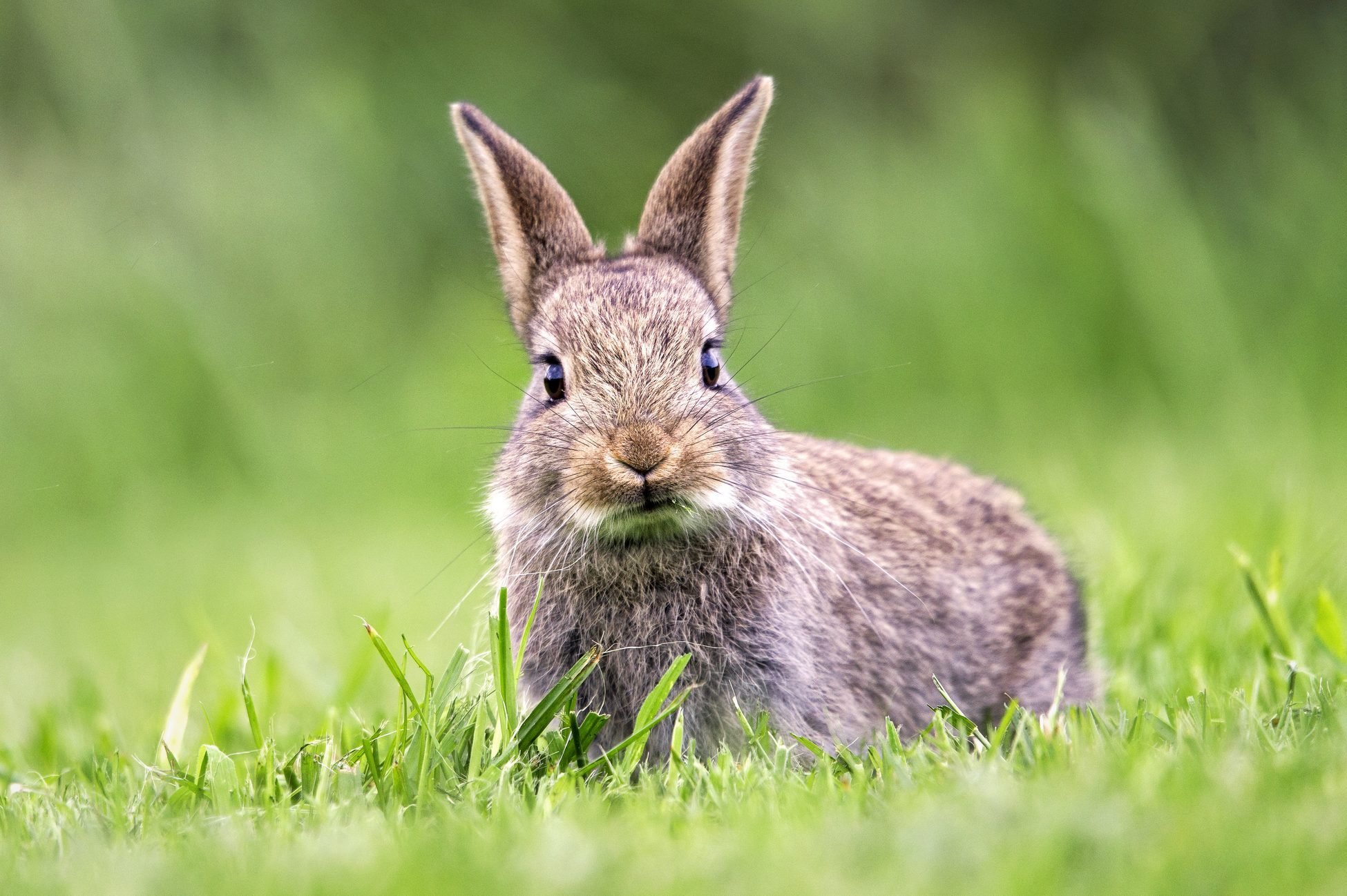 British Wild Rabbit Eating Short Grass