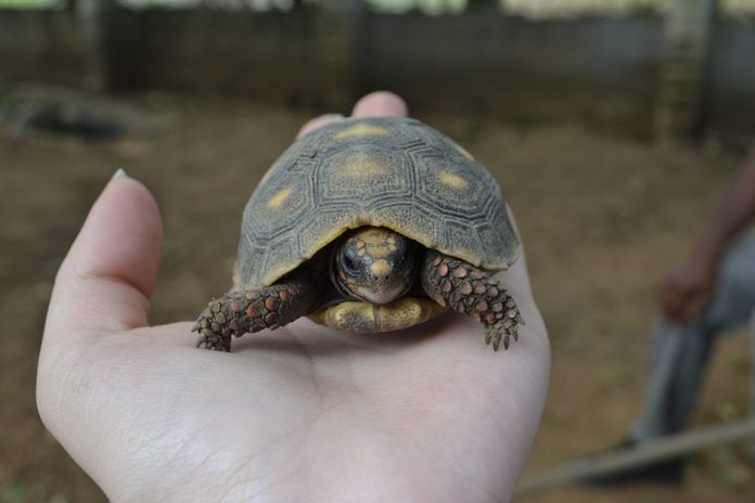 Close-Up Of Human Hand Holding A Turtle