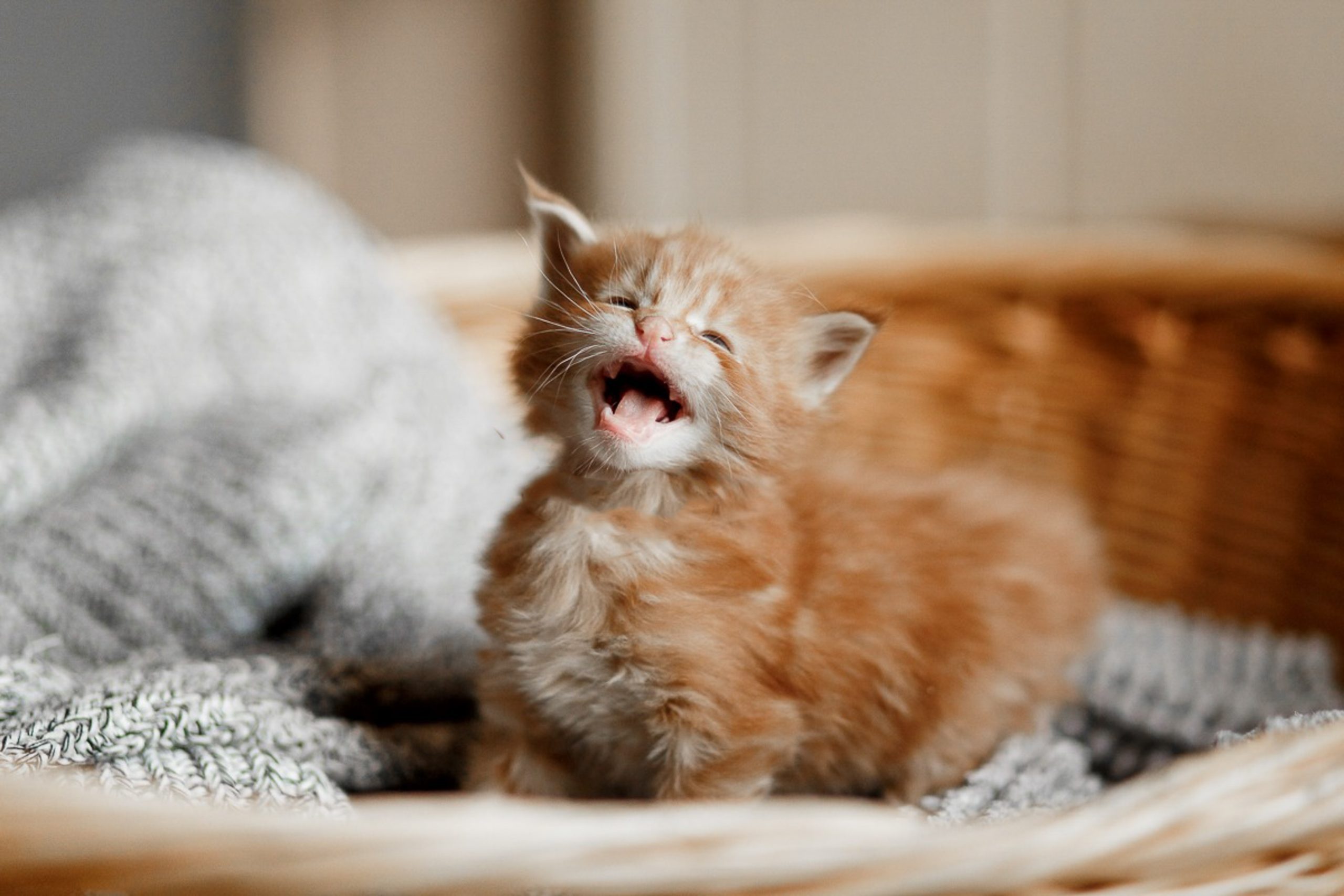 Close-Up Of A Cat Yawning
