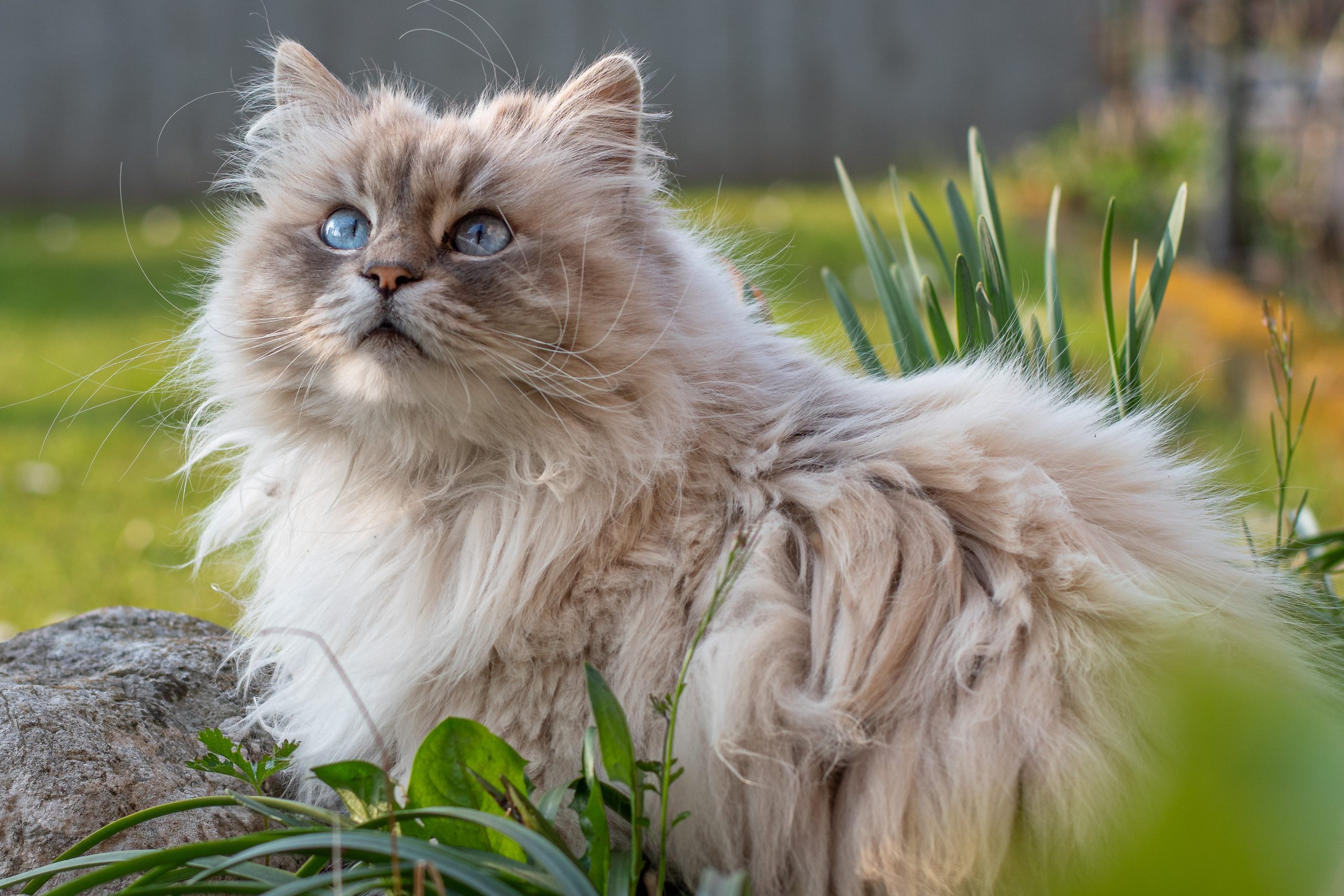 44 of the Cutest Cat Breeds Reader's Digest