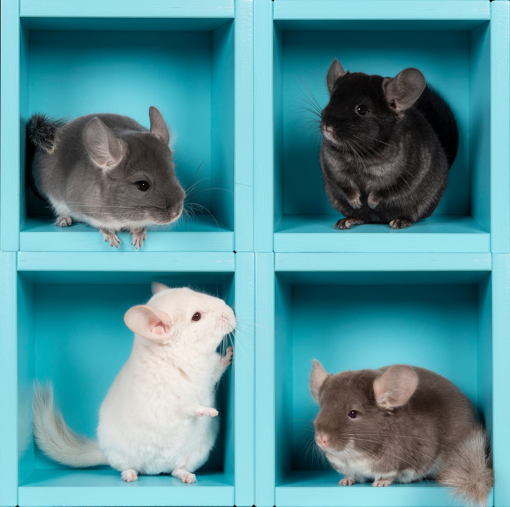 Four different chinchillas in different positions a blue box