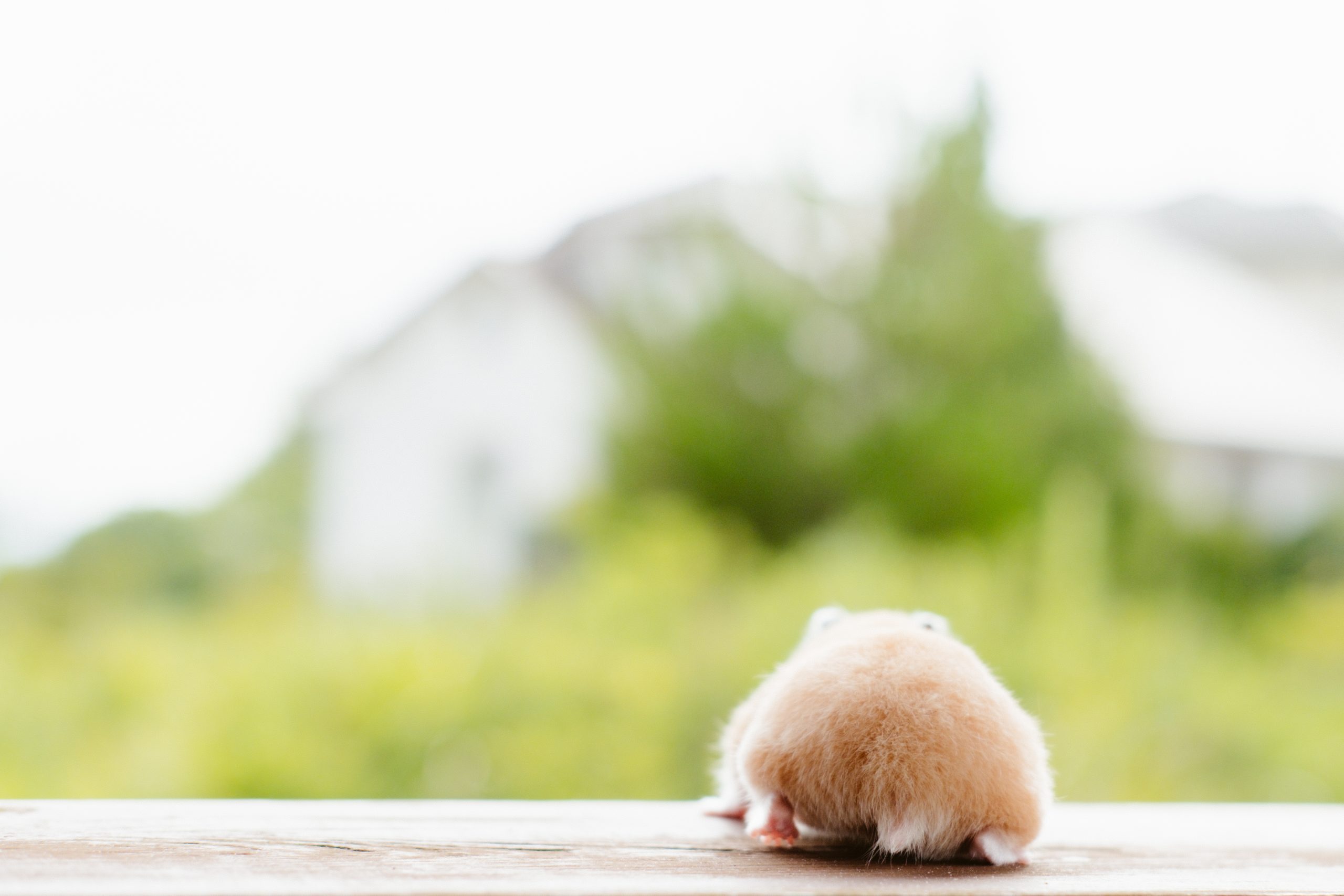 Cute back view of a hamster