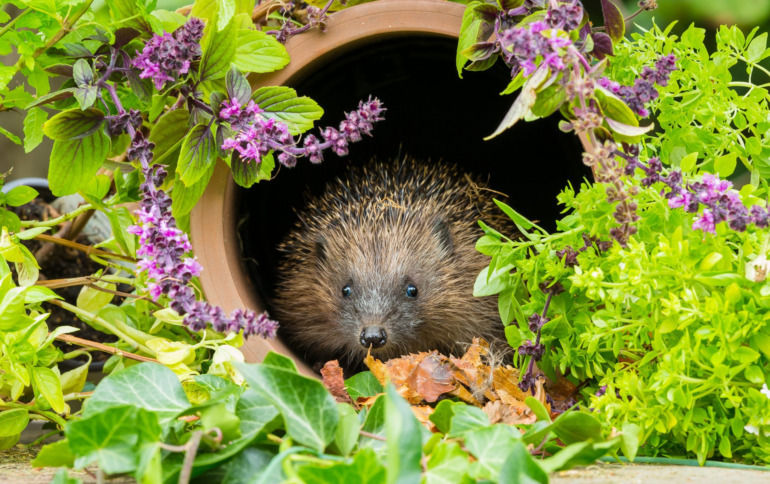 Hedgehog in Summertime, inside a clay drainage pipe with colourful flowering herbs