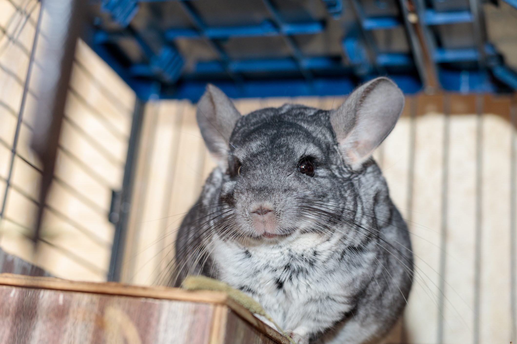 big fluffy gray chinchilla close up portrait