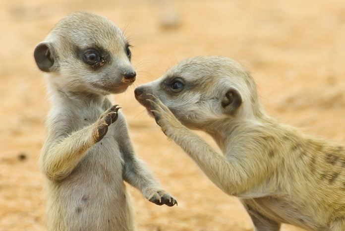 Two young suricates