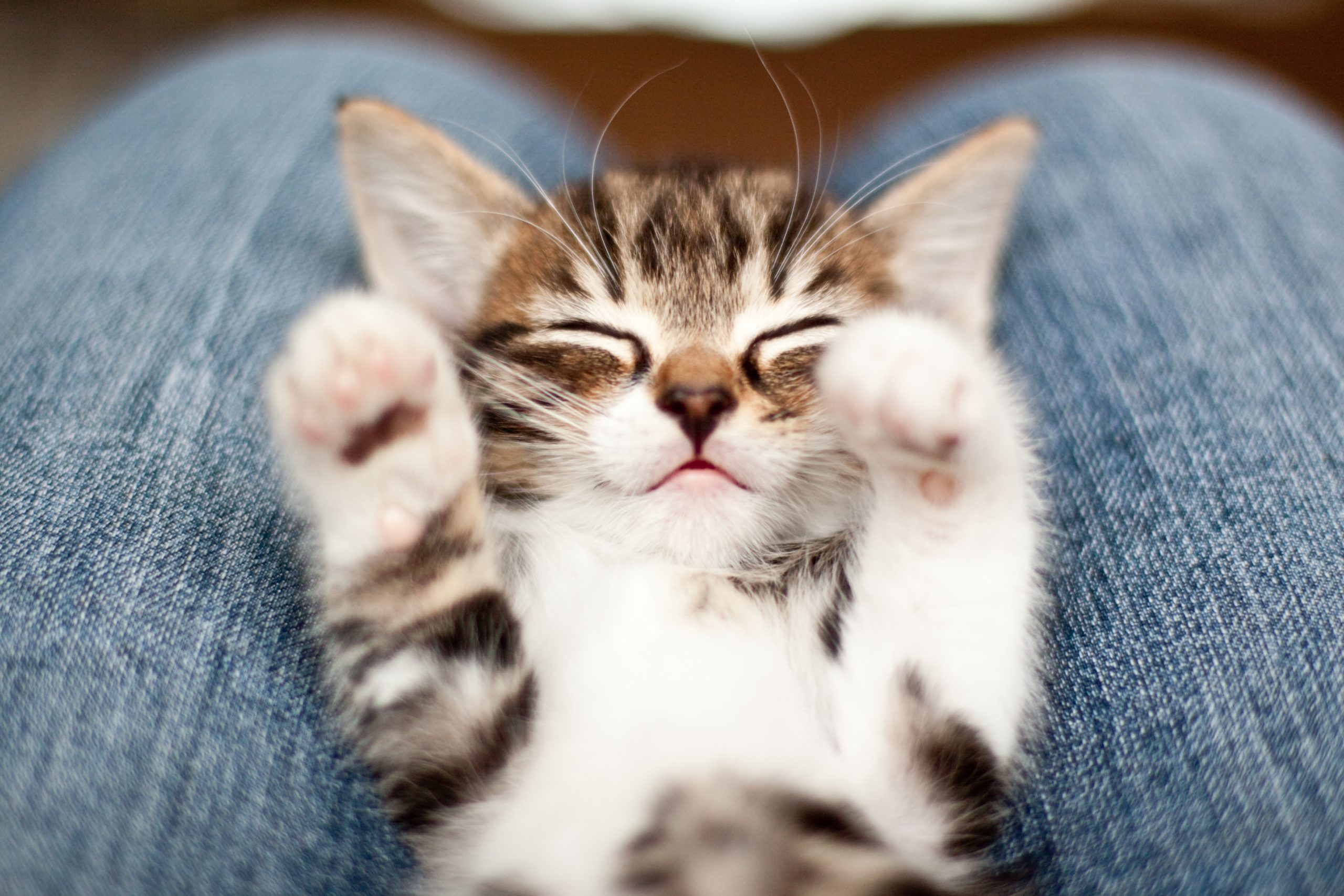50 Cute Kittens You Need to See | The Cutest Kitten Photos Ever