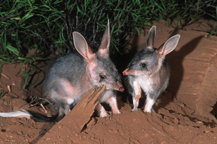 Bilby, Macrotis lagotis. Rabbit-sized marsupial. Endangered. Australia